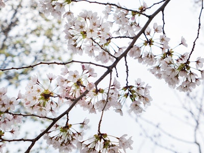 Cherry Blossom Flowers - A close up of a tree branch with white and pink flowers