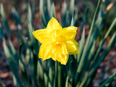 Yellow Daffodil - A yellow flower in focus with green leaves blurred in the background 