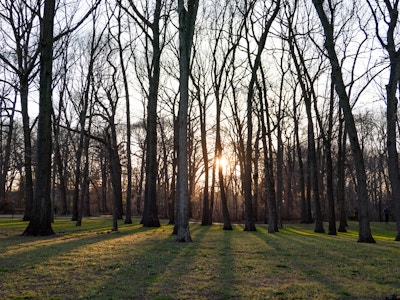 Sun Shinning Through Trees - A group of trees in a forest with sunset shining through 
