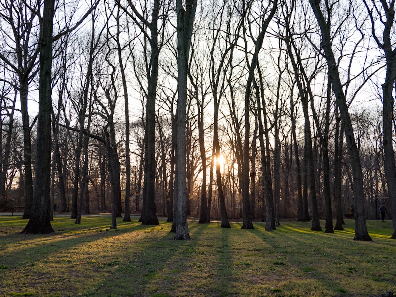 Photo: A group of trees in a forest with sunset shining through 