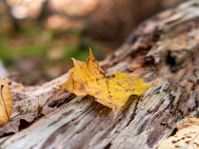 Fall Leaf on Tree Branch - A yellow leaf on a log