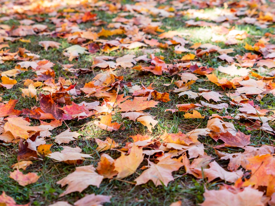 Photo: A pile of leaves on the ground