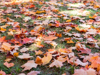 Colorful Fall Leaves on Grass - A pile of leaves on the ground