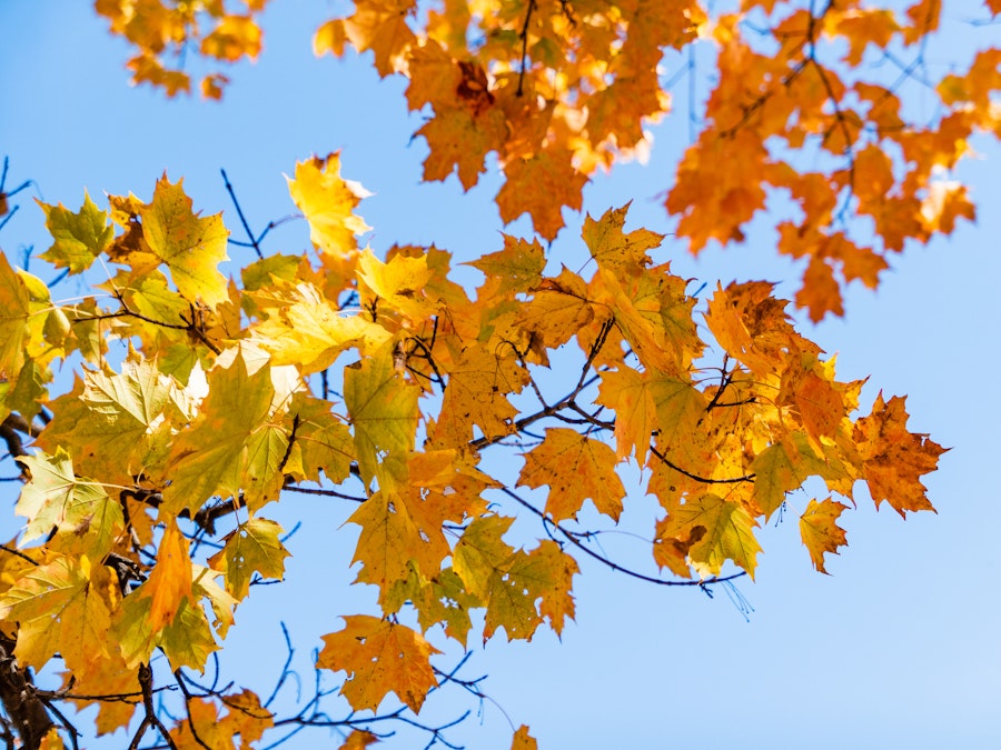 Photo: A tree with yellow leaves under blue sky