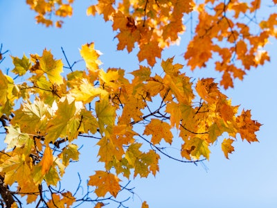 Yellow and Orange Fall Leaves Under Blue Sky - A tree with yellow leaves under blue sky