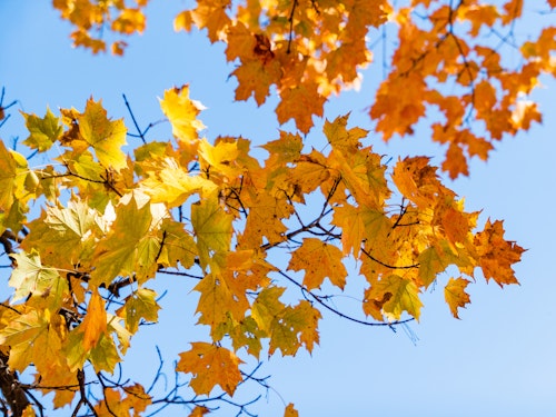 Yellow and Orange Fall Leaves Under Blue Sky