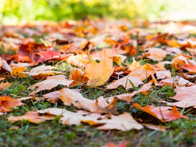 Colorful Fall Leaves on Grass - A pile of red and orange leaves on the ground with grass