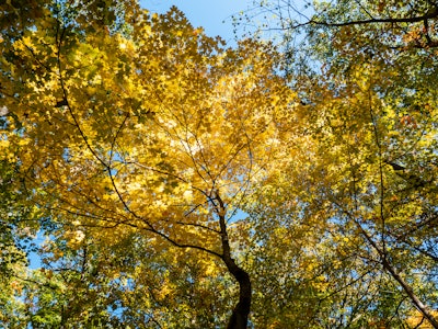 Tree with Leaves in Fall - Looking up at trees with yellow leaves