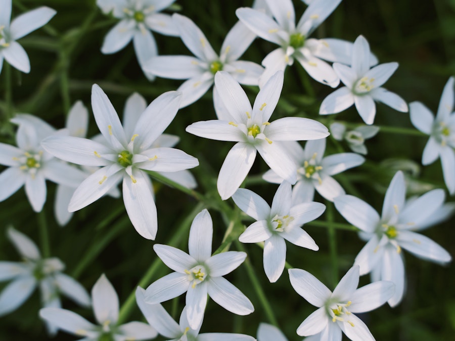 Photo: A group of white flowers