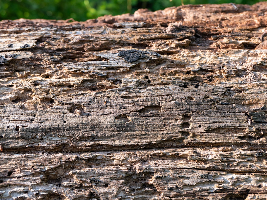 Photo: Wood