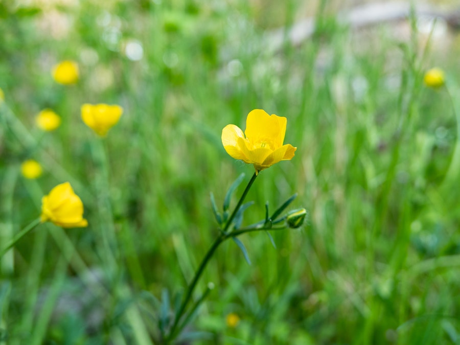 Photo: Yellow flowers in focus on a stem with a blurred background of green leaves 