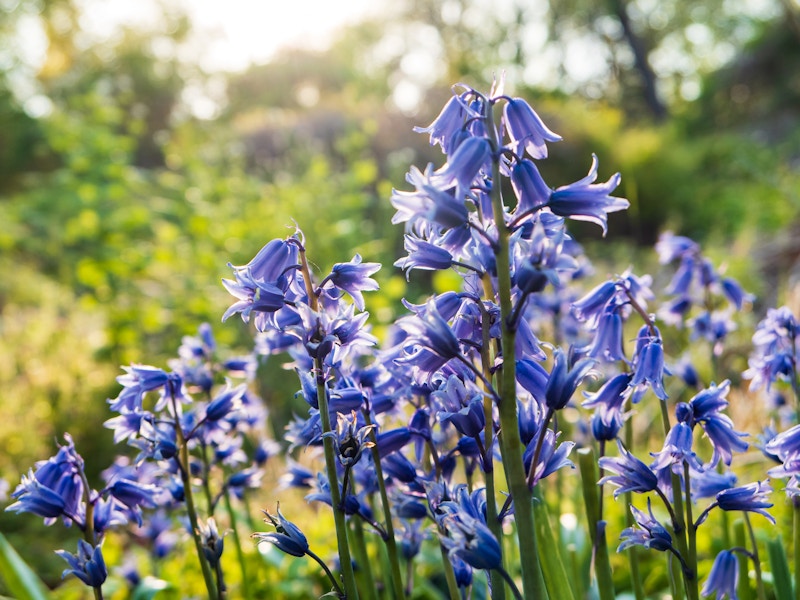 Photo: A group of blue and purple flowers in sunlight with a blurred background of green leaves