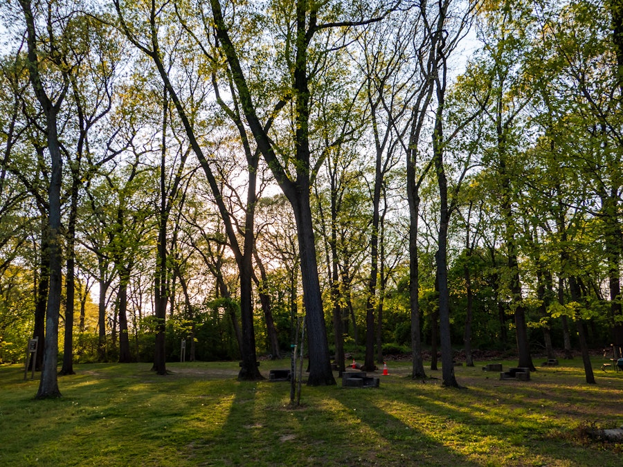 Photo: A group of trees in a park with sunlight shining through 