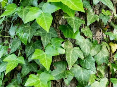 Green Leaves on Tree - A close up of a tree trunk with ivy
