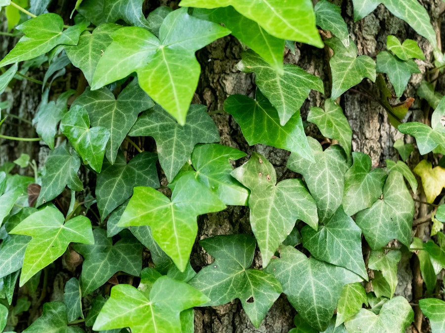 Photo: A close up of a tree trunk with ivy
