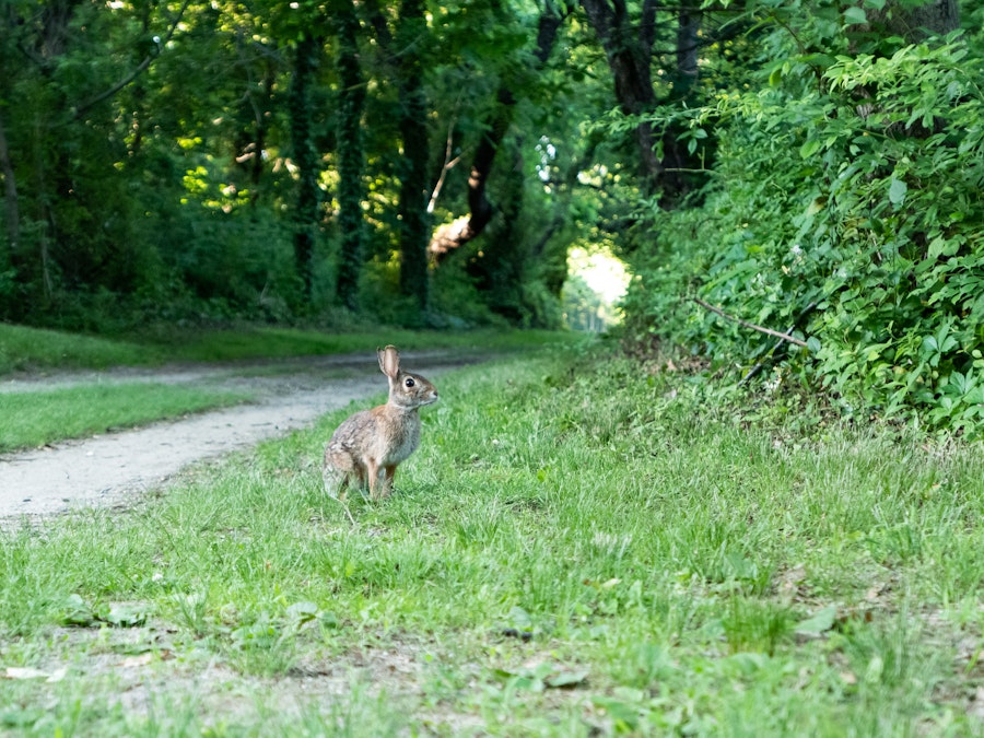 Photo: A rabbit standing on grass near a path in a park