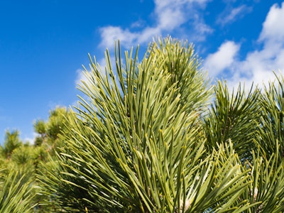 Pine Trees Under Blue Sky