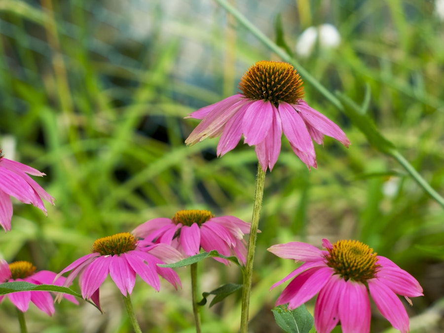 Photo: A focused group of pink flowers in a garden with a blurred background 