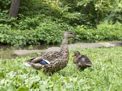 Ducks in Park - A duck and duckling in grass