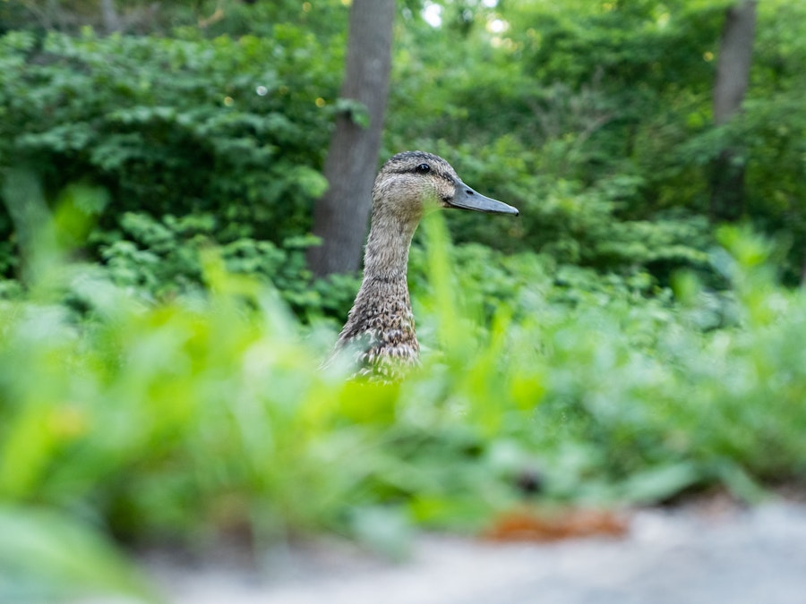 Photo: A duck in the grass