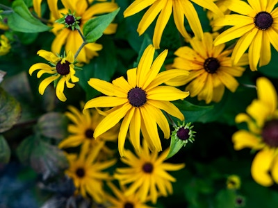 Yellow Flowers in Garden - A group of yellow flowers with one focused in the center