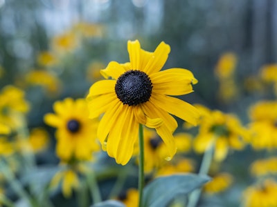 Yellow and Black Flower - A yellow flower with a black center in focus