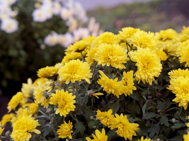 Photo: A group of yellow flowers