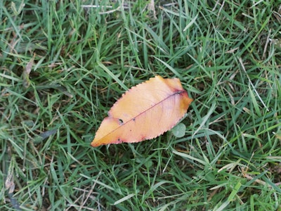 Fall Leaf in Grass - A leaf on the grass