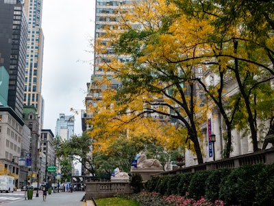 New York City Street - A city street with trees and buildings