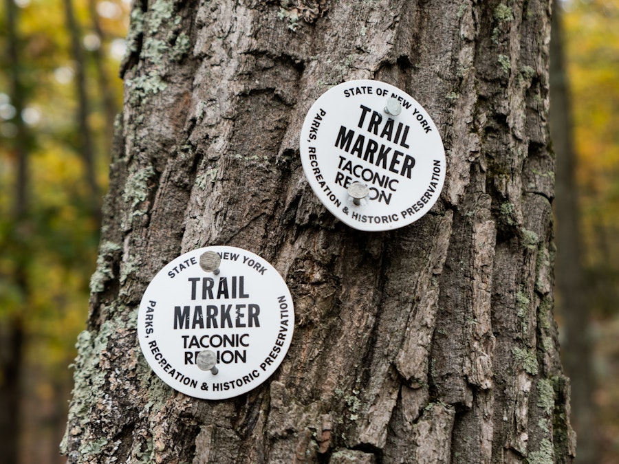 Photo: A tree with trail markers attached to it