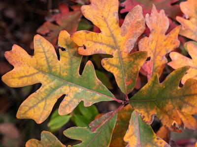 Fall Leaves - A close up of orange and green leaves