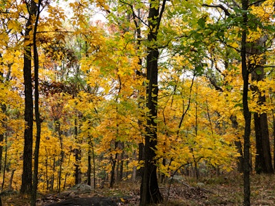 Fall Leaves on Trees - A forest with yellow and orange leaves 