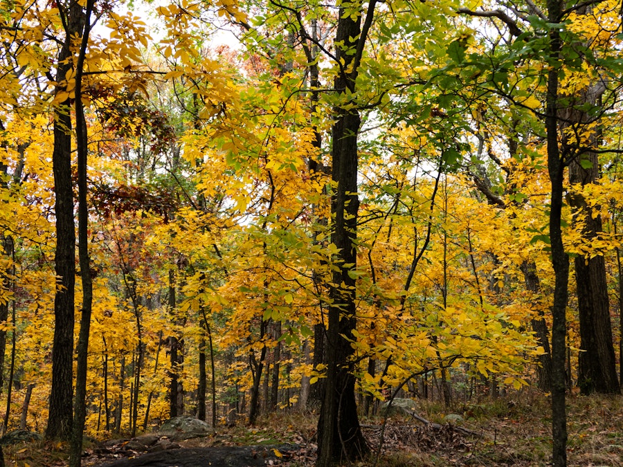 Photo: A forest with yellow and orange leaves 