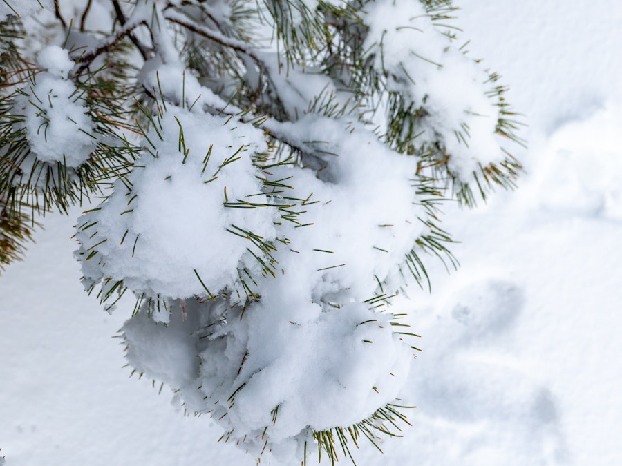 Photo: A snow covered tree branch