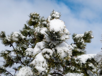 Snow on Tree - A snow covered tree branch under blue sky and clouds