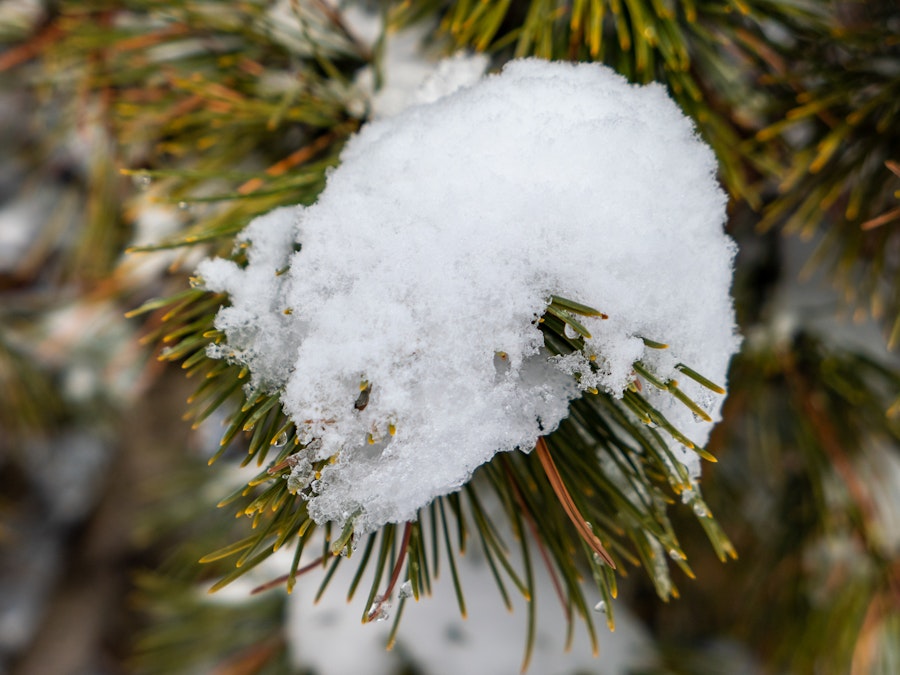 Photo: Snow on a pine tree and a blurred background 