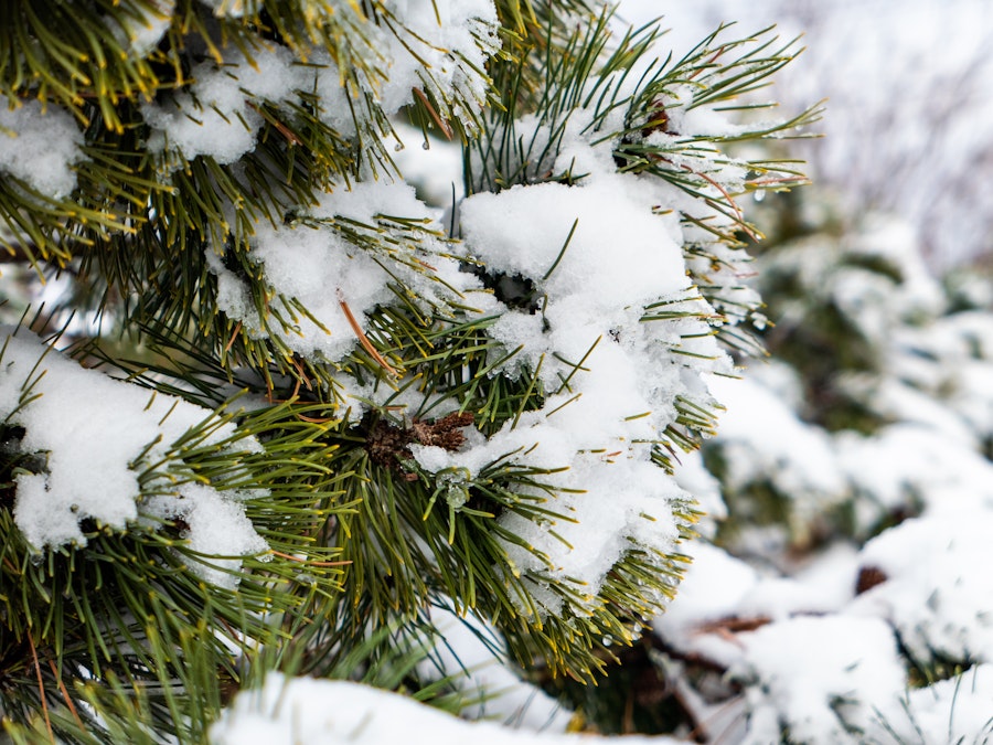 Photo: Snow on a pine tree