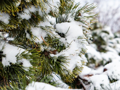 Snow Covered Tree - Snow on a pine tree