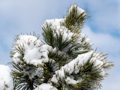Snow in Bush - A snow covered pine tree under blue sky