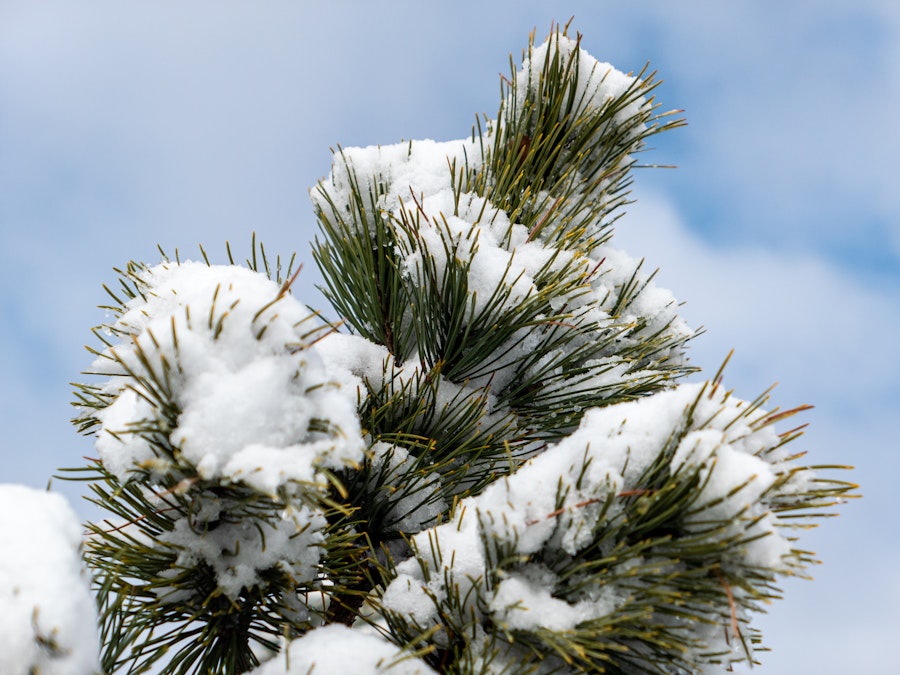 Photo: A snow covered pine tree under blue sky