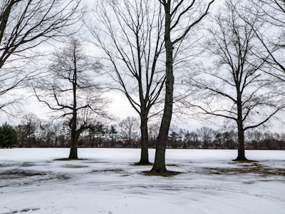 Snow in Park - A group of trees in a snowy field