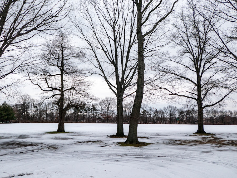 Photo: A group of trees in a snowy field