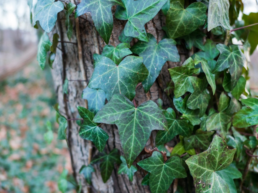 Photo: A close up of leaves on a tree
