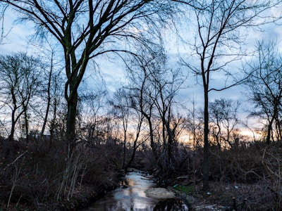 Trees and Sunset - A stream in a forest with trees during sunset