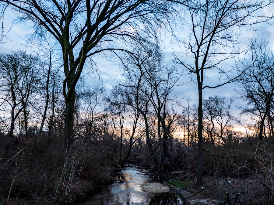 Photo: A stream in a forest with trees during sunset