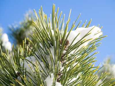Pine Leaves Covered in Snow Under Blue Sky