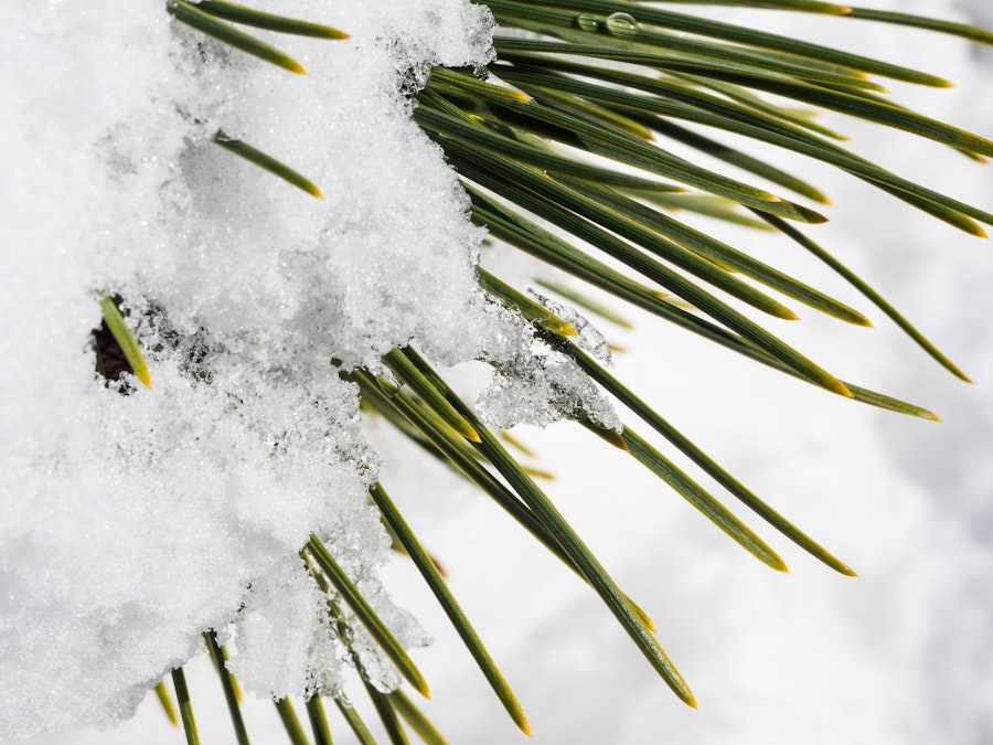 Photo: Snow and Ice on Green Pine Leaves