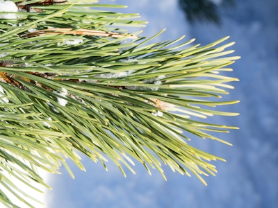 Pine Leaves with Snow