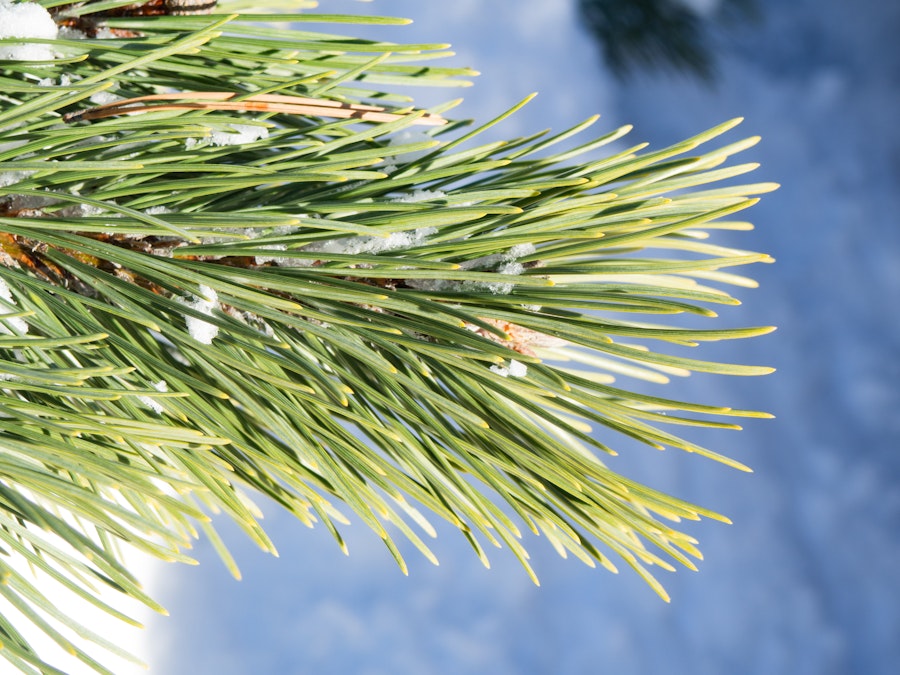 Photo: Pine Leaves with Snow