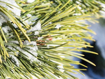 Pine Leaves with Snow and Ice